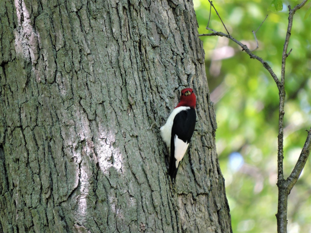 Red-headed Woodpecker - Eric Michael