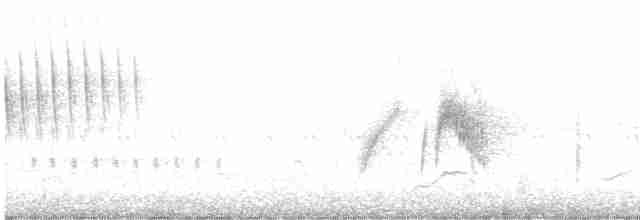 tyranovec vrbový - ML591368381