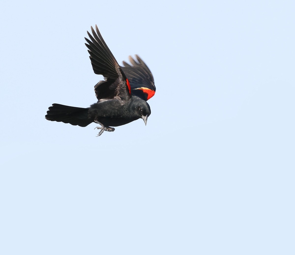 Red-winged Blackbird - ML591368461