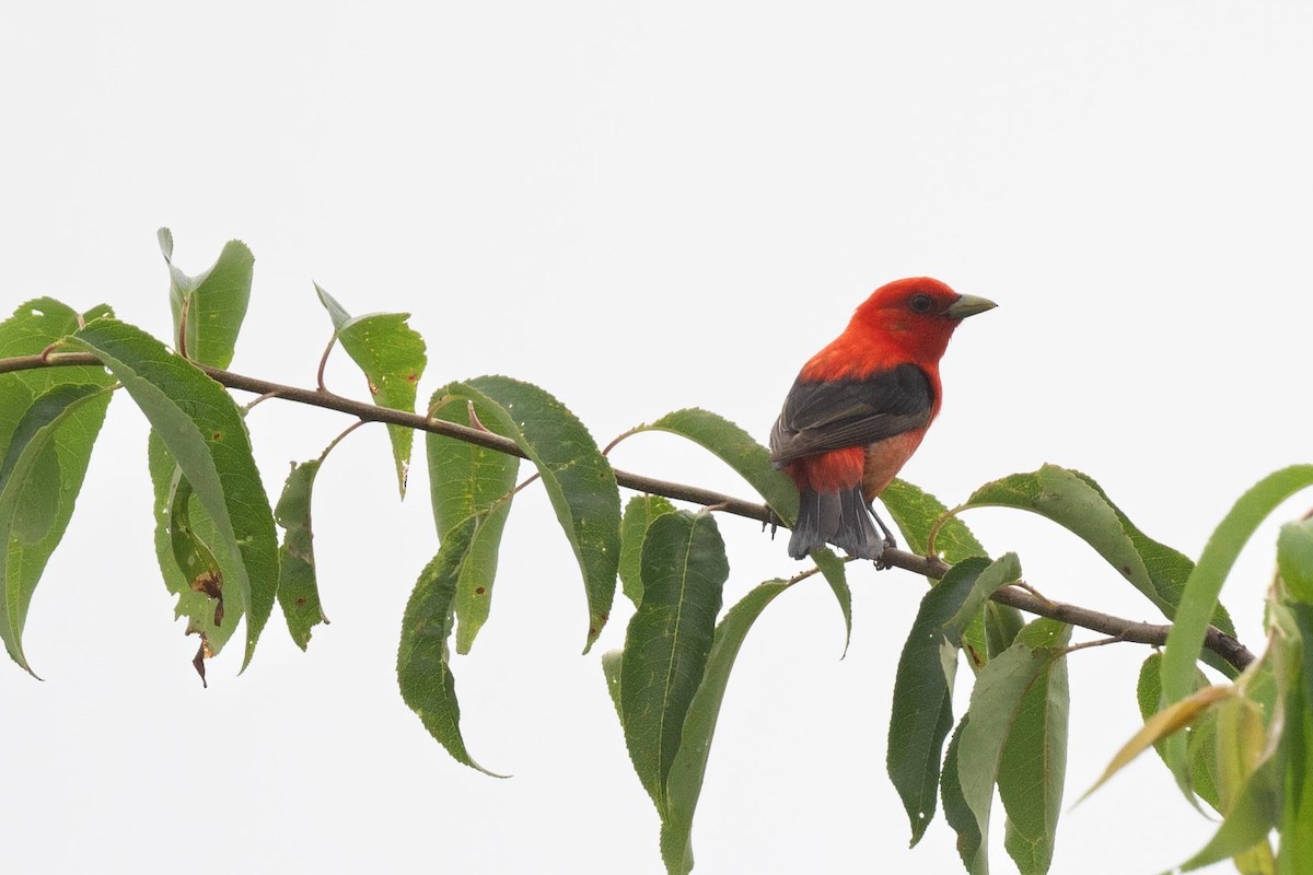 Scarlet Tanager - ML591369461