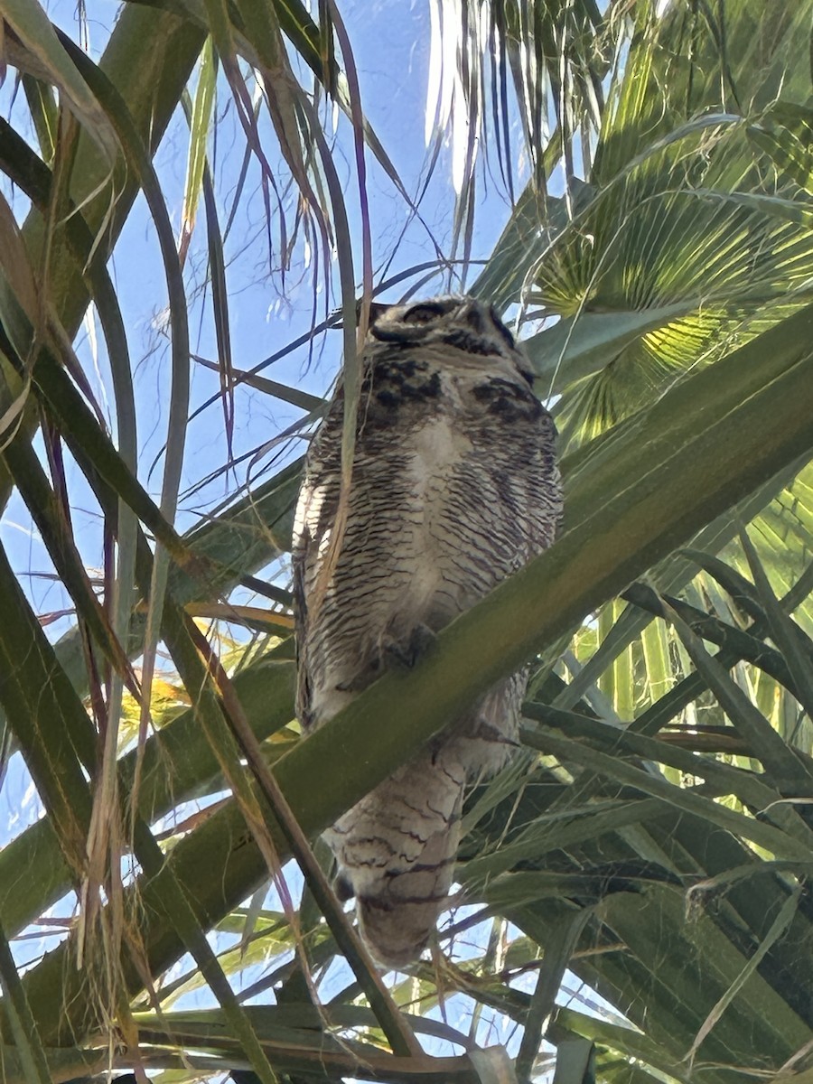 Great Horned Owl - ML591372001