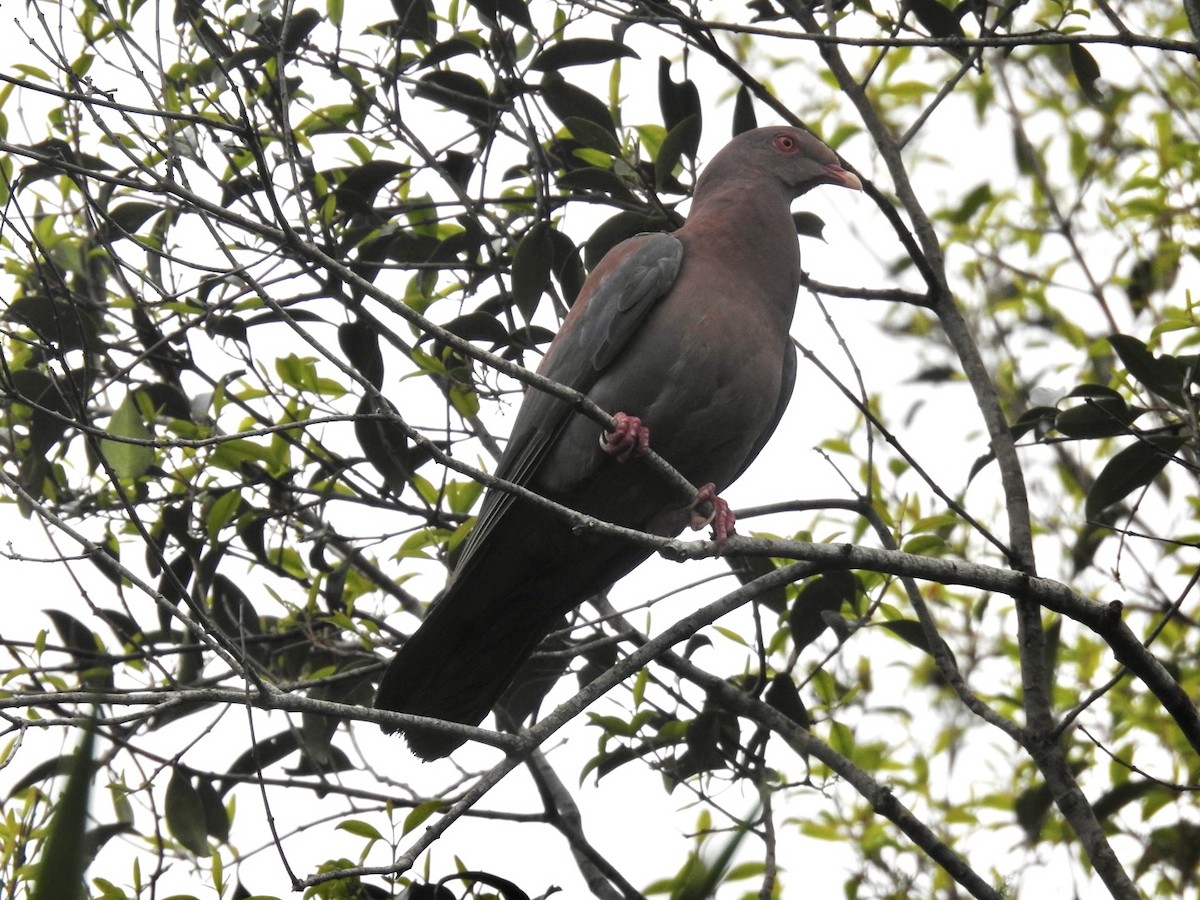 Red-billed Pigeon - ML591378651