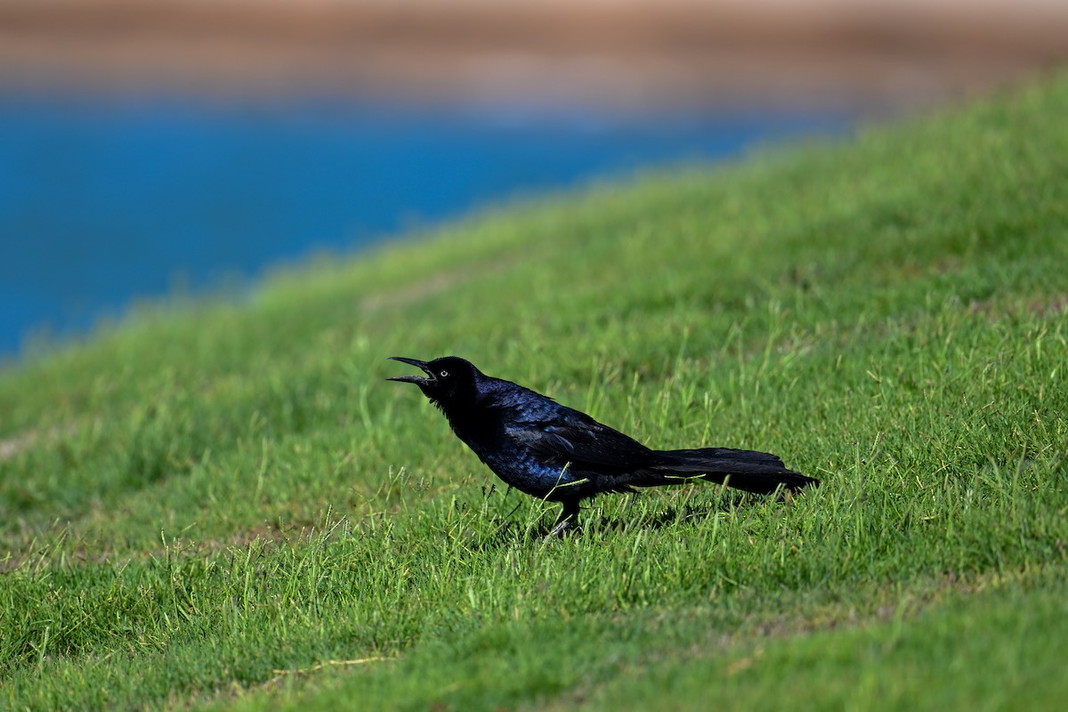 Great-tailed Grackle - ML591379831