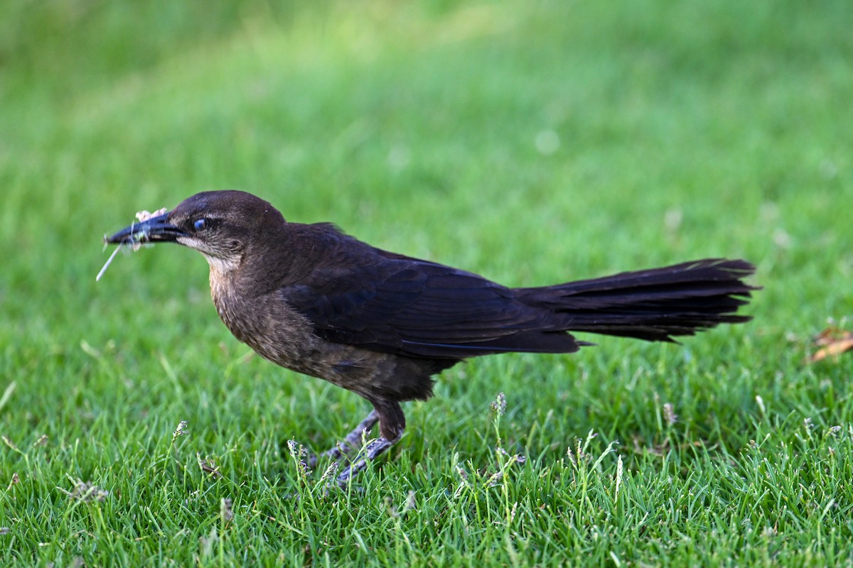 Great-tailed Grackle - ML591380431