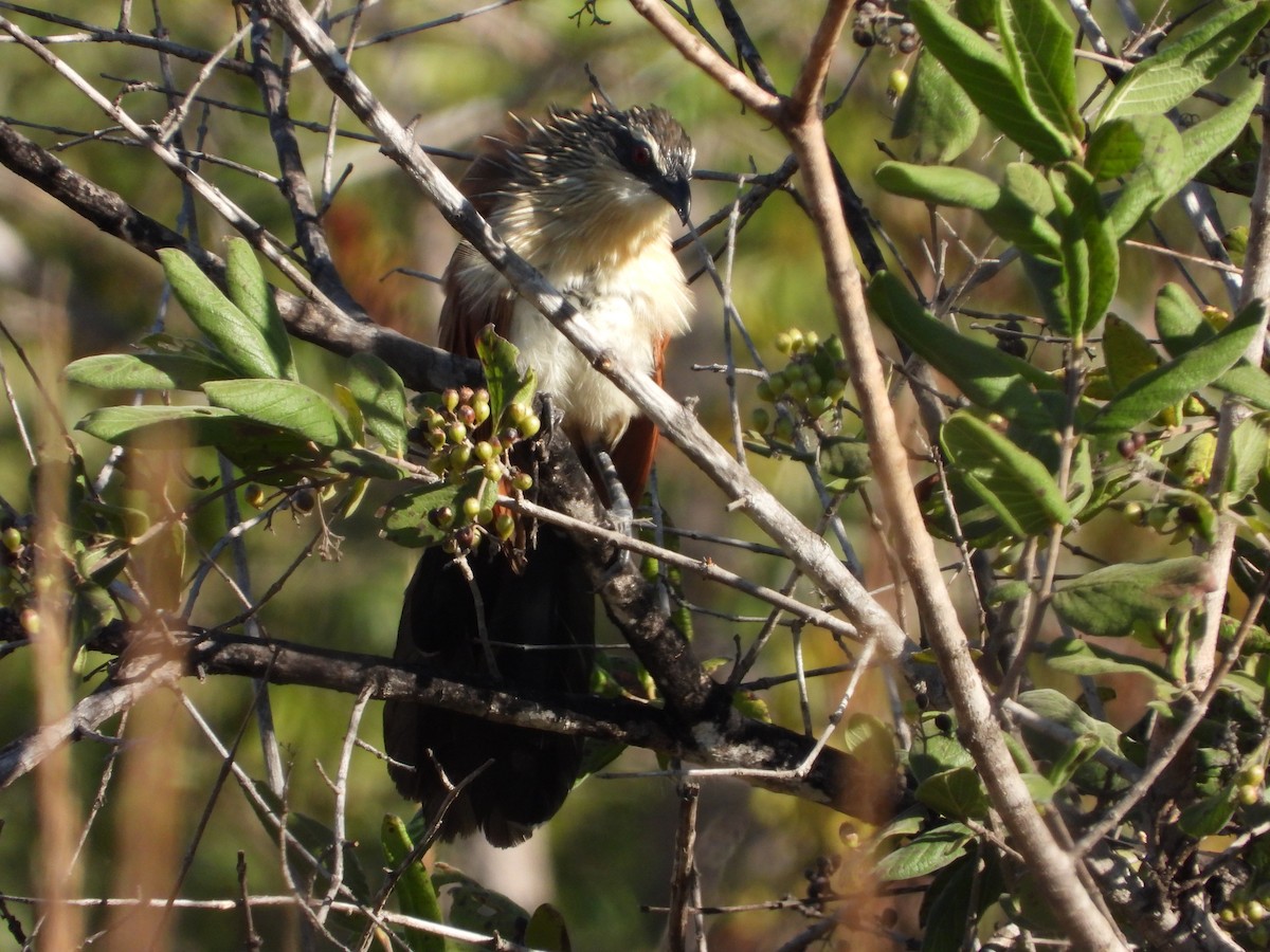 White-browed Coucal - ML591381511