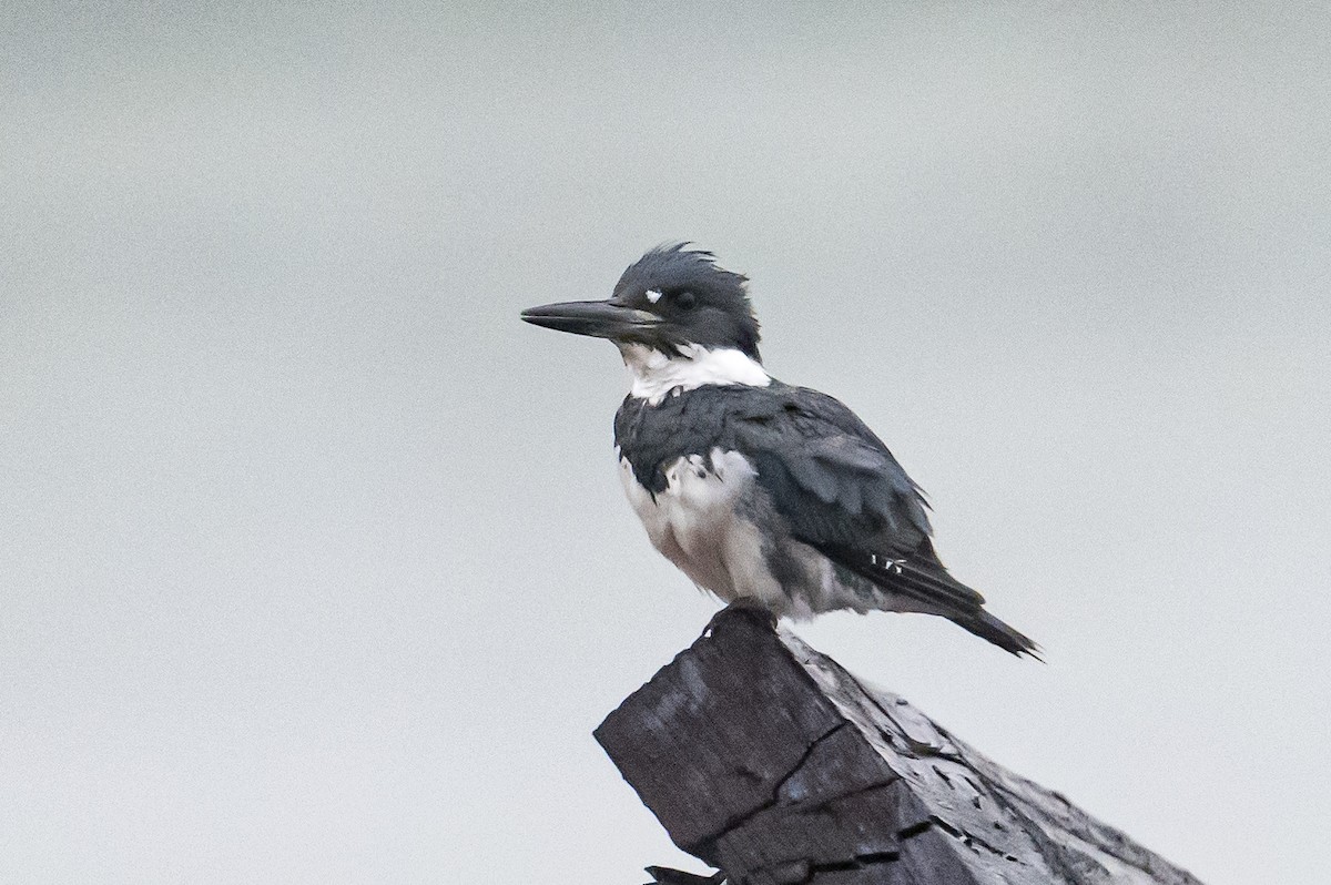 Belted Kingfisher - ML591382441
