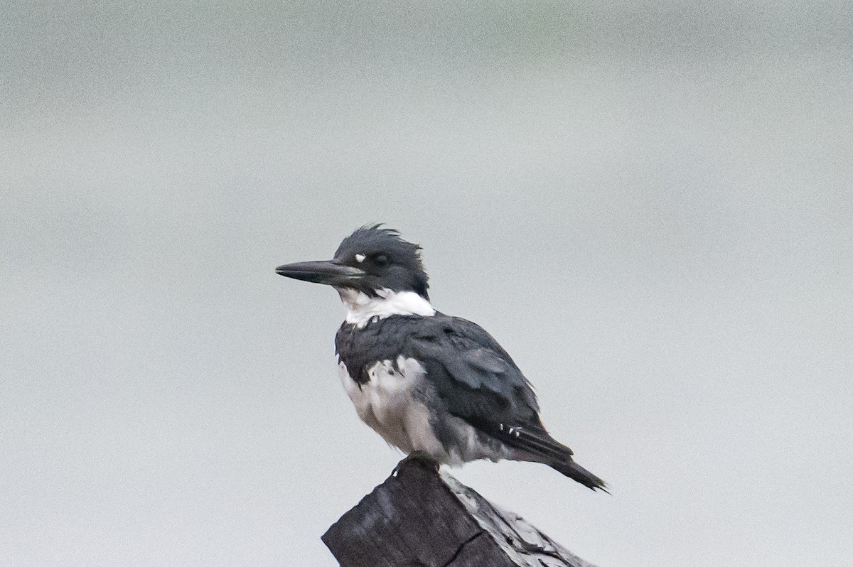 Belted Kingfisher - ML591382451
