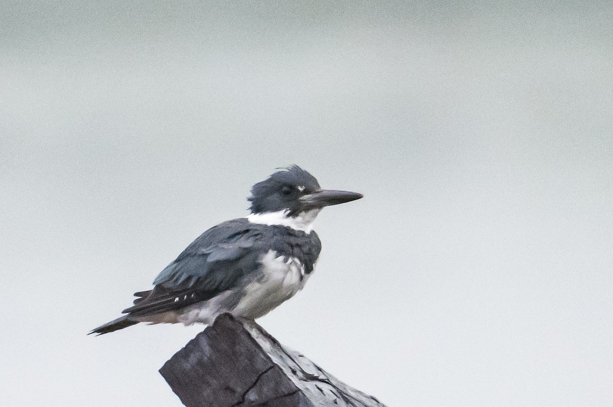 Belted Kingfisher - ML591382461