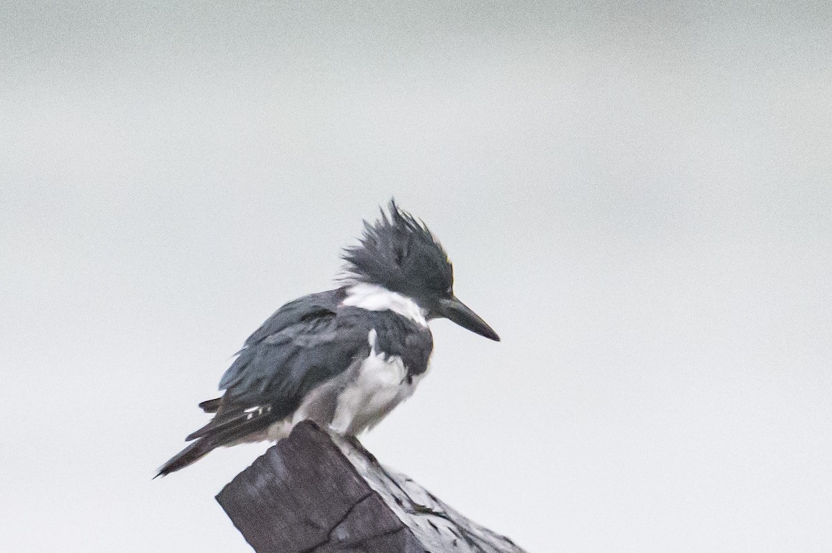 Belted Kingfisher - ML591382471