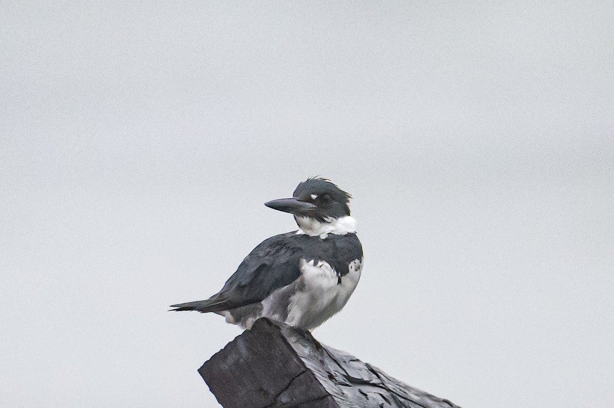 Belted Kingfisher - ML591382481