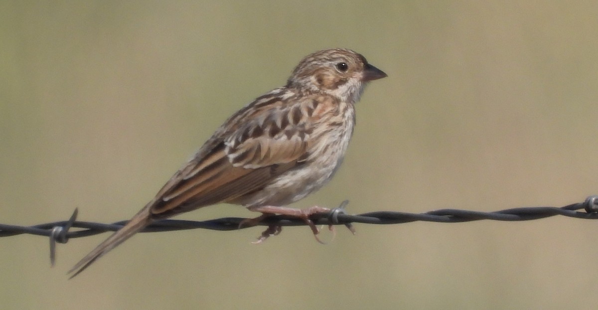 Vesper Sparrow - ML591384141