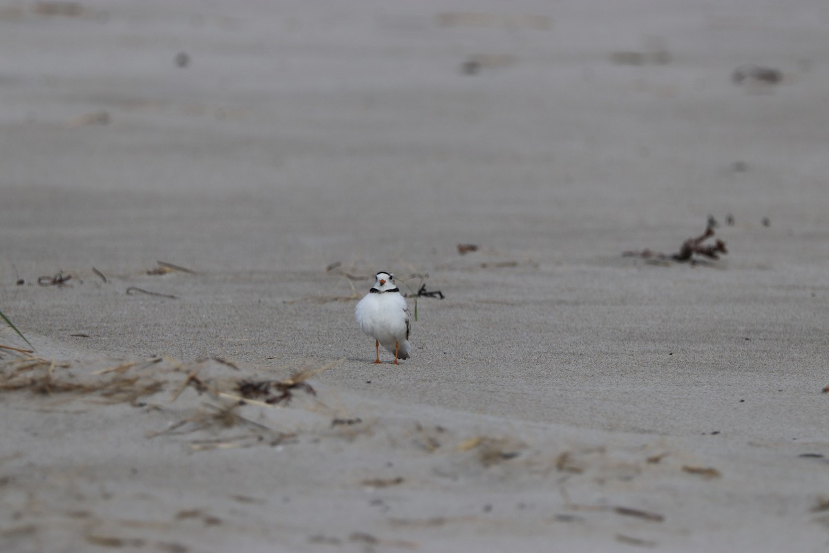 Piping Plover - ML59138541