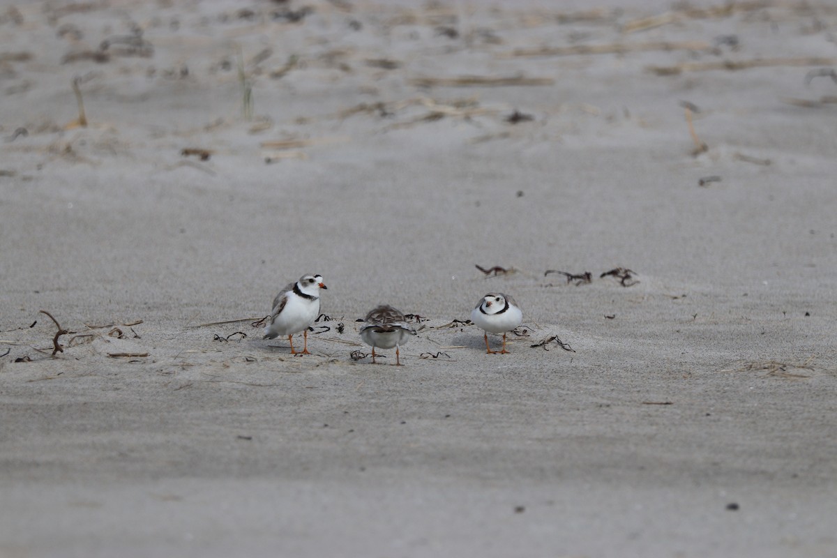 Piping Plover - ML59138571