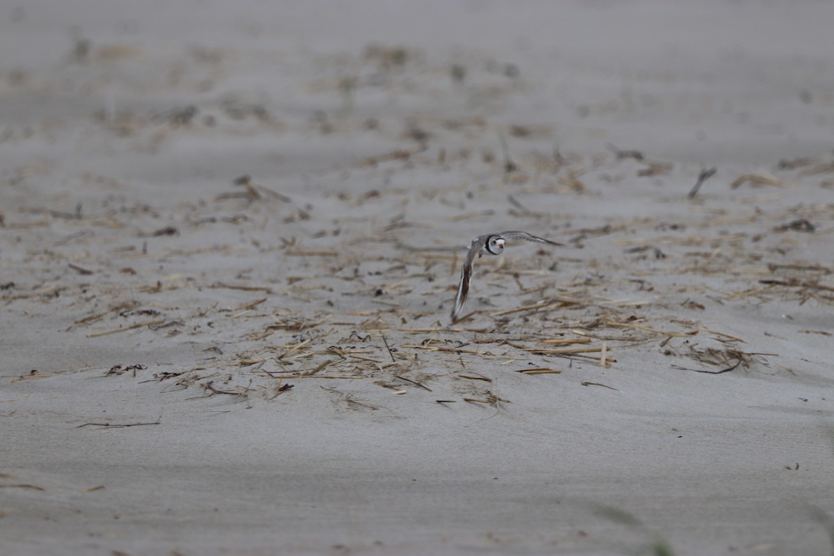 Piping Plover - ML59138651
