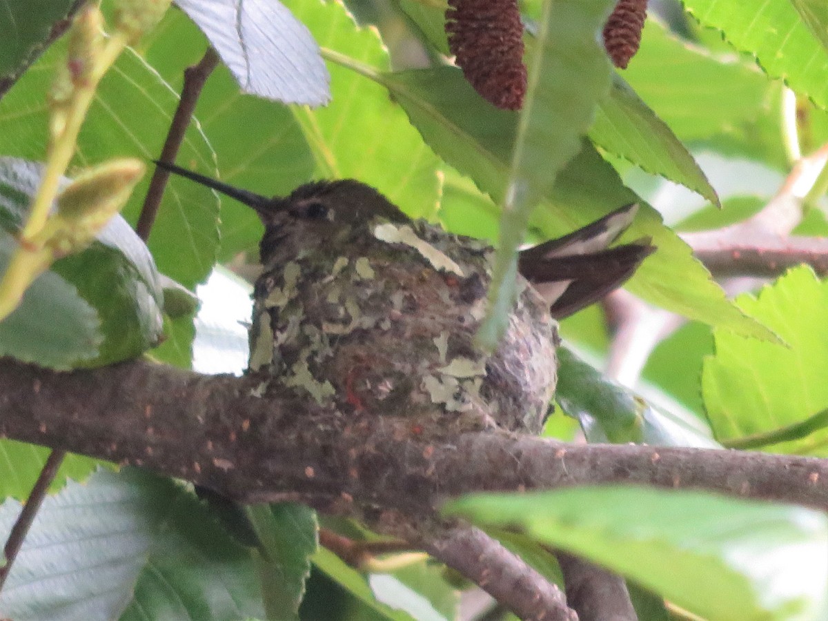 Anna's Hummingbird - ML59138681