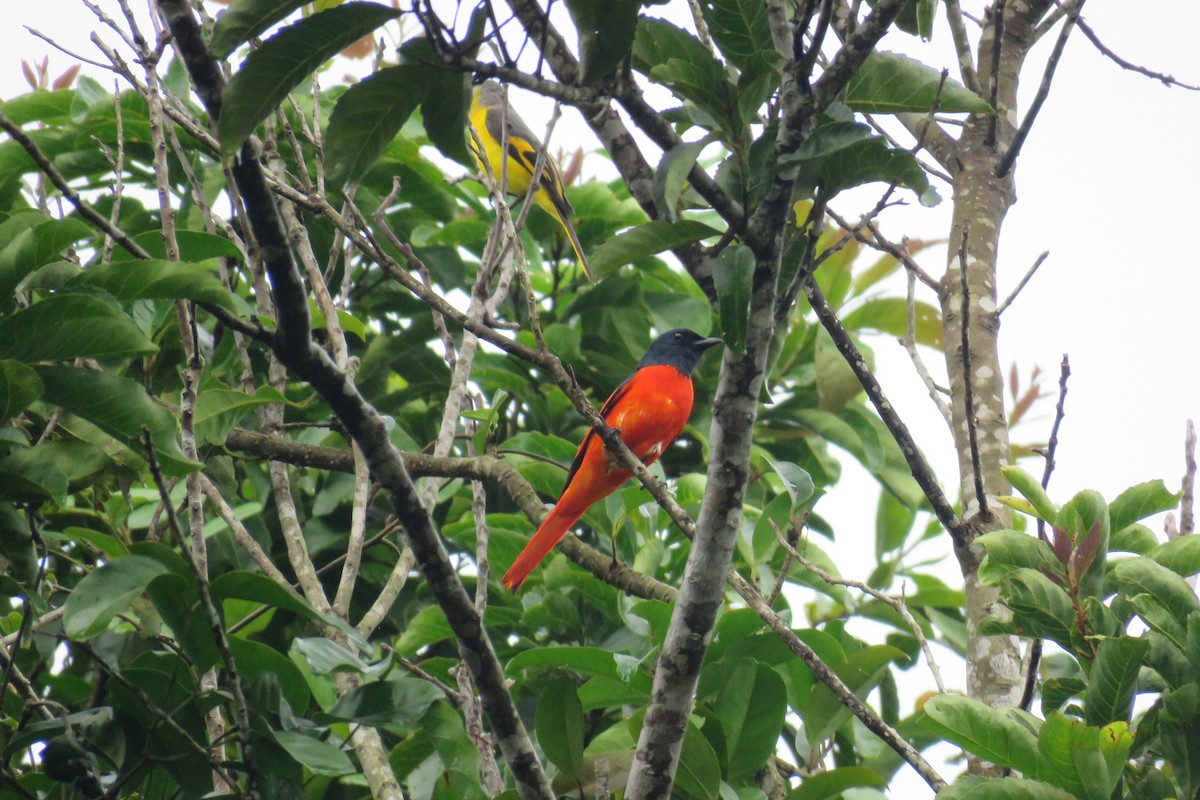 赤紅山椒鳥 - ML59138871
