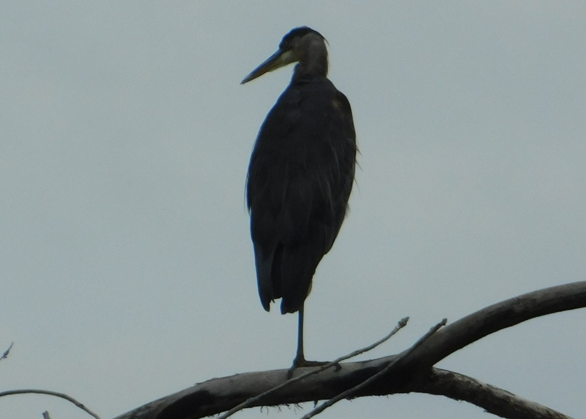 Great Blue Heron - Don Nussbaum