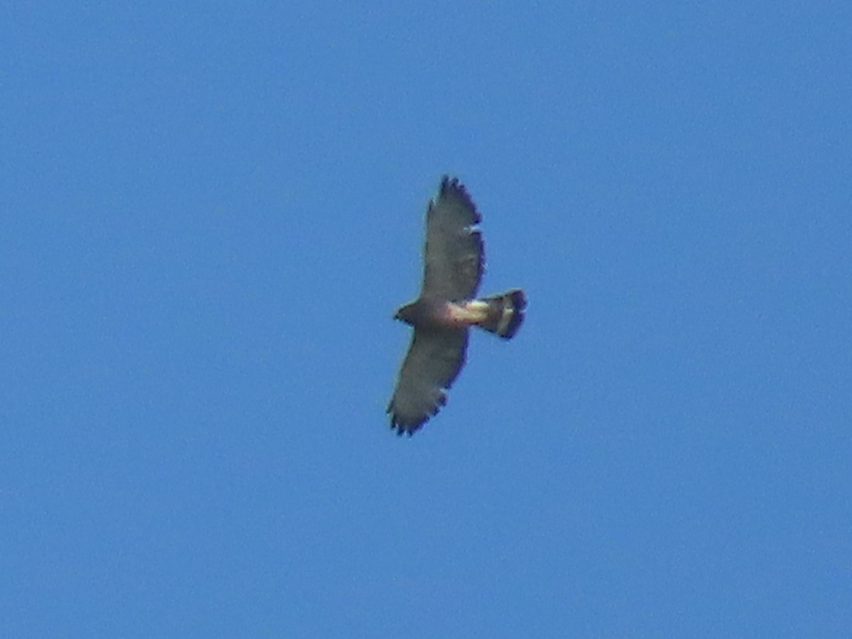 Broad-winged Hawk - ML591398251