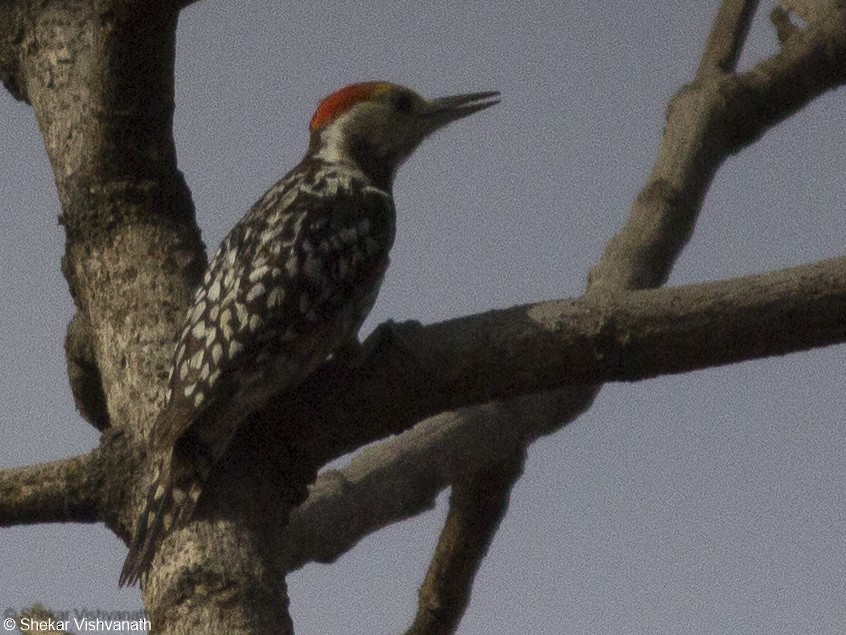 Yellow-crowned Woodpecker - Shekar Vishvanath