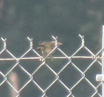 Grasshopper Sparrow - The Vermont Birder Guy