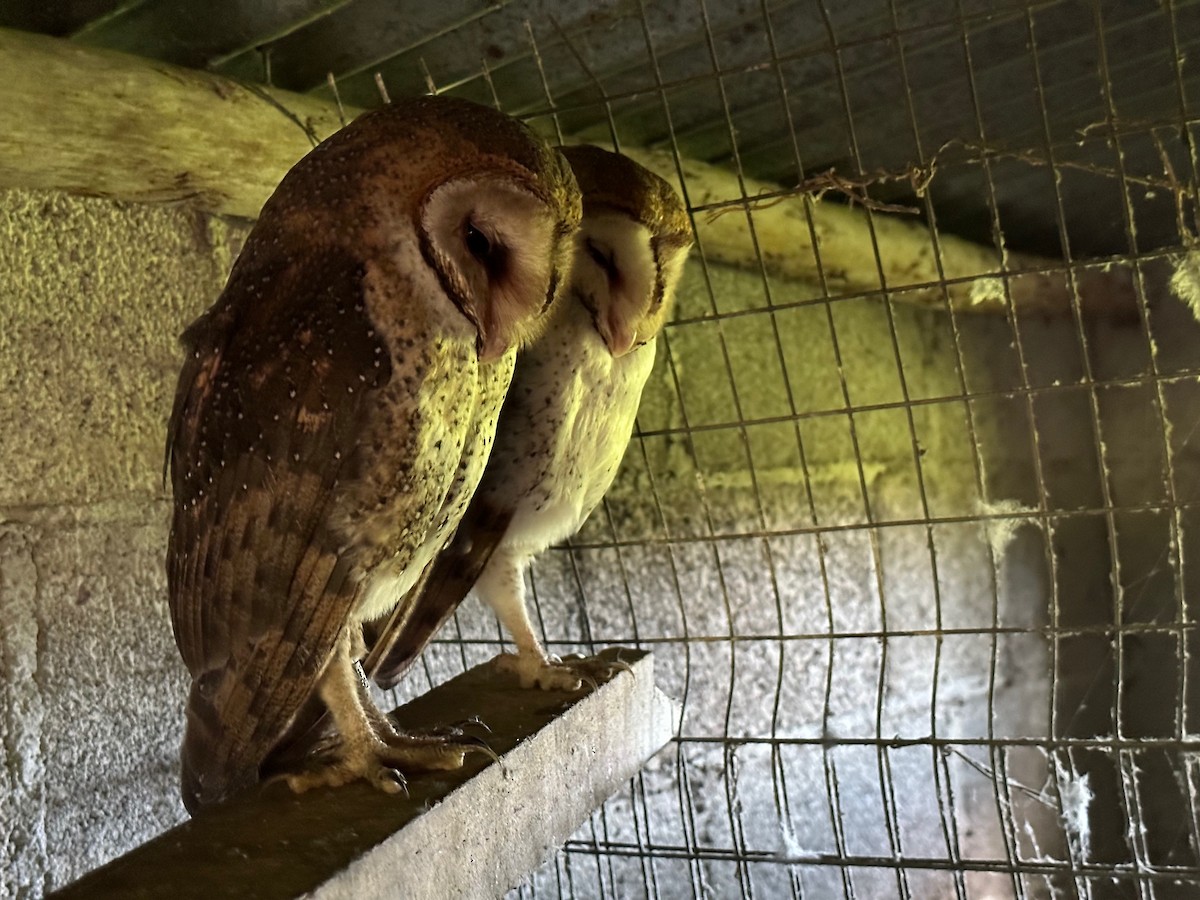 Barn Owl (Galapagos) - ML591401791