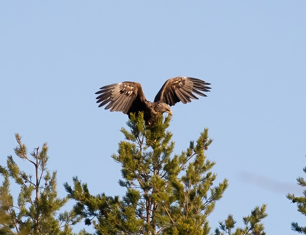 White-tailed Eagle - ML591416351