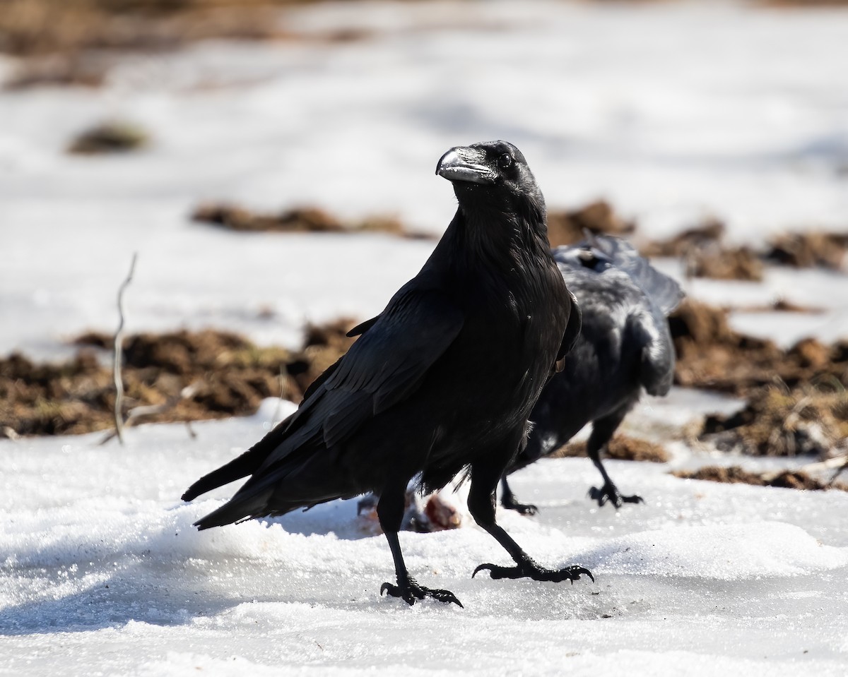 Common Raven - ML591416381