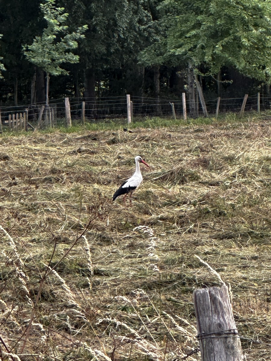 White Stork - ML591417261