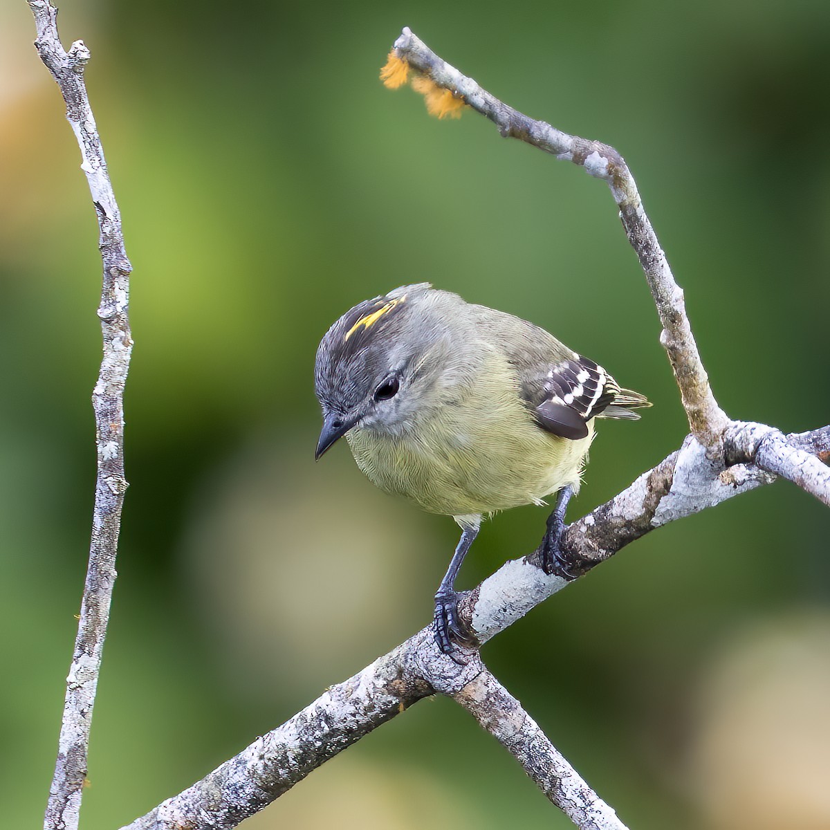 Yellow-crowned Tyrannulet - ML591417301
