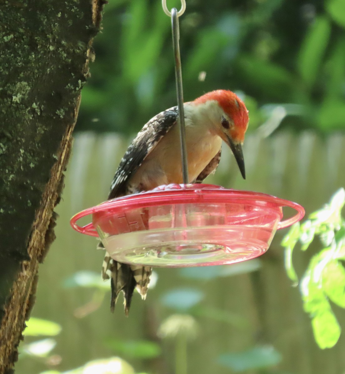 Red-bellied Woodpecker - ML591418241