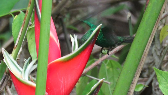 kolibřík bělořitý - ML591428461