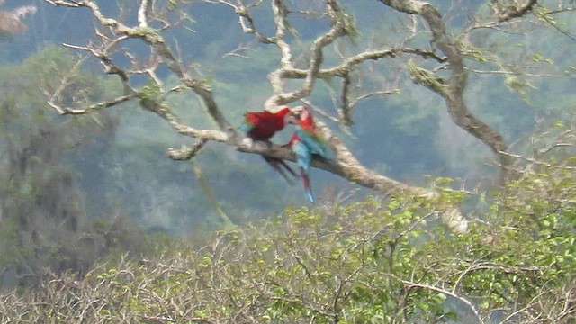 Red-and-green Macaw - ML591429921