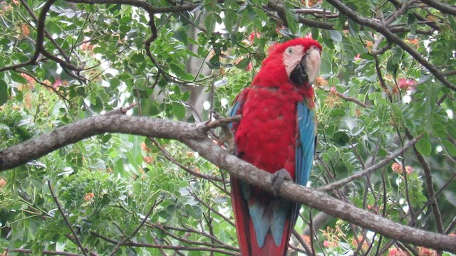 Red-and-green Macaw - ML591430001