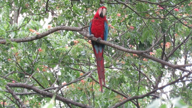 Red-and-green Macaw - ML591430051