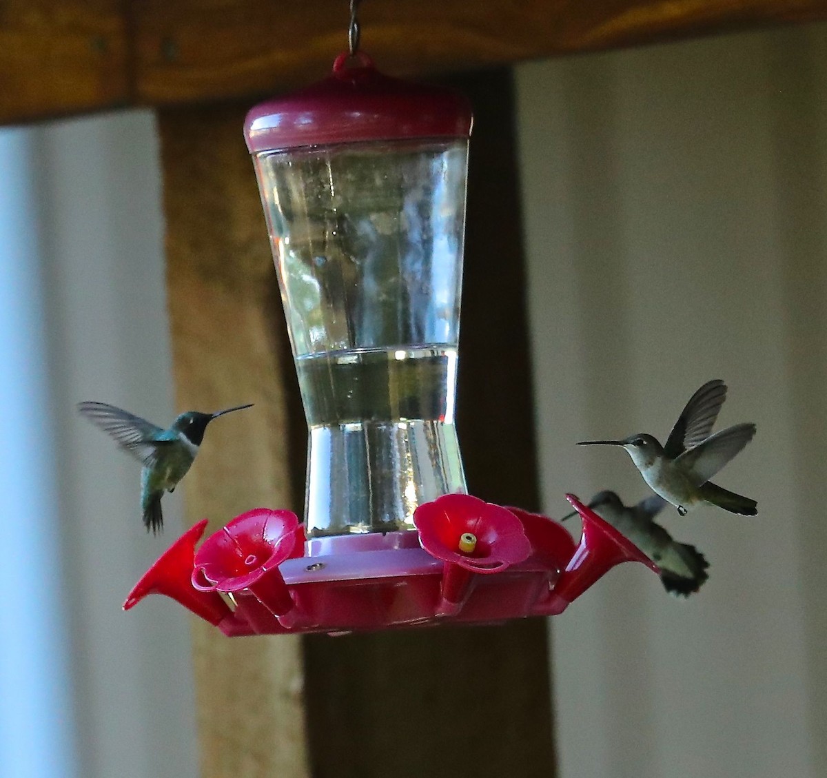 Black-chinned Hummingbird - Charles Lyon