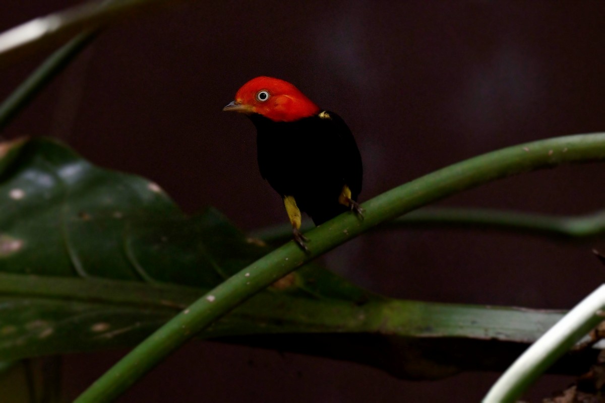 Red-capped Manakin - ML591439131