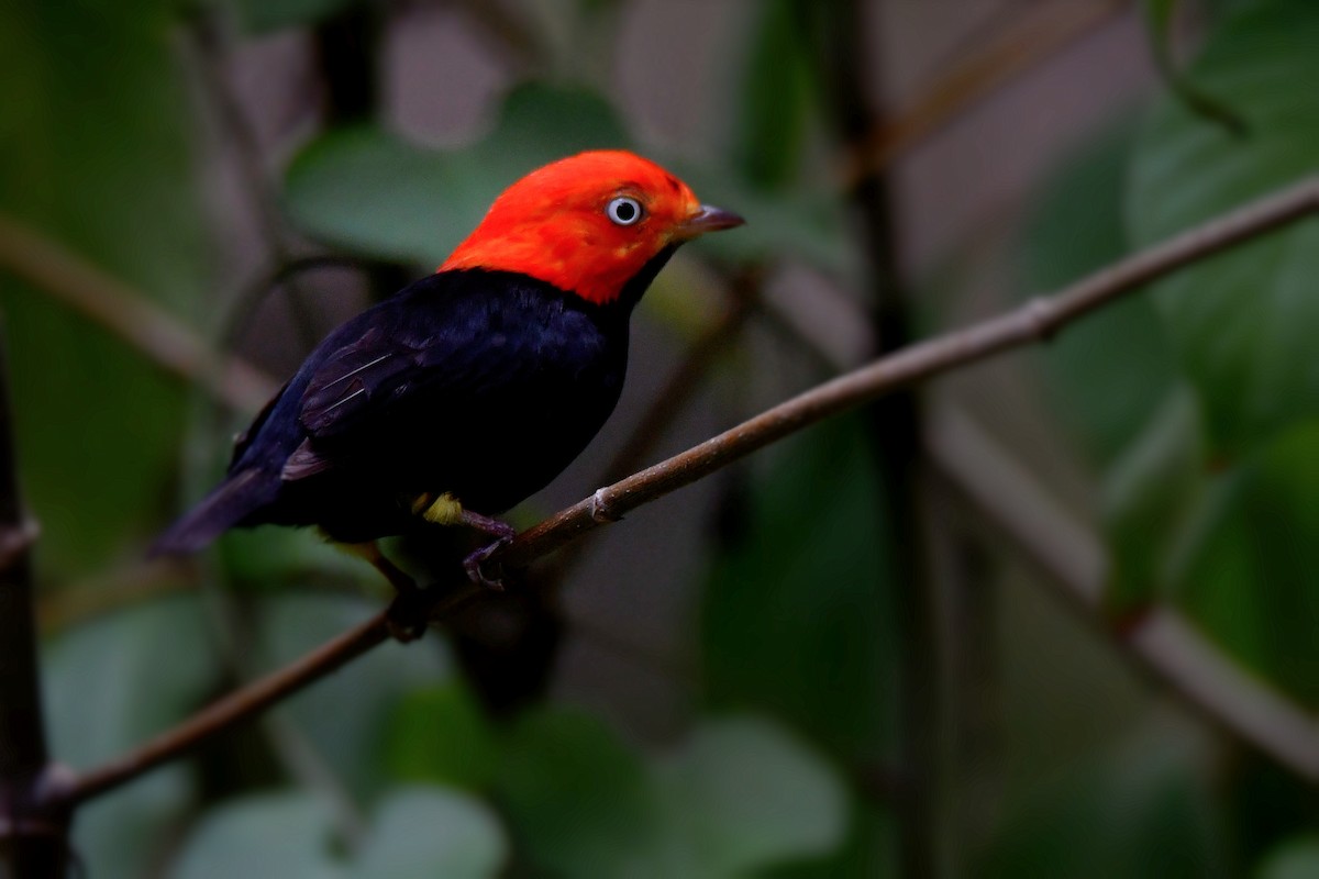 Red-capped Manakin - ML591439141