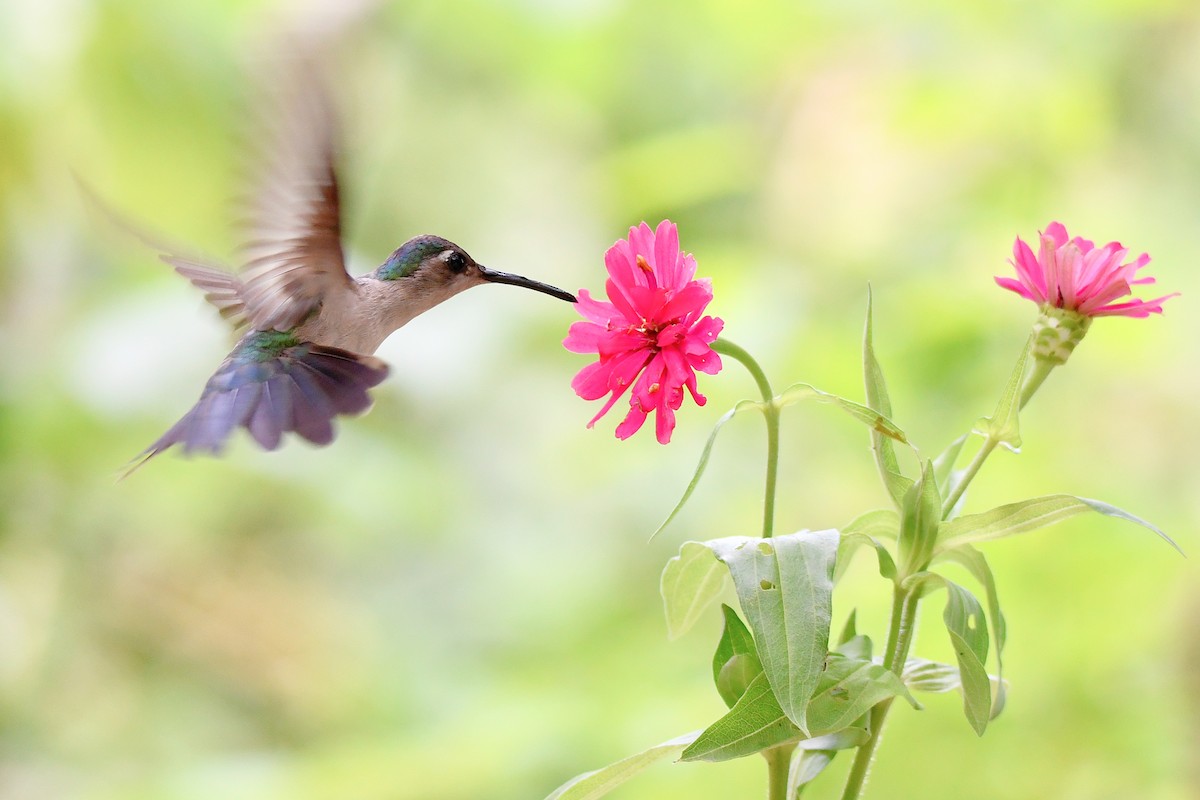 kolibřík klínoocasý - ML591439221
