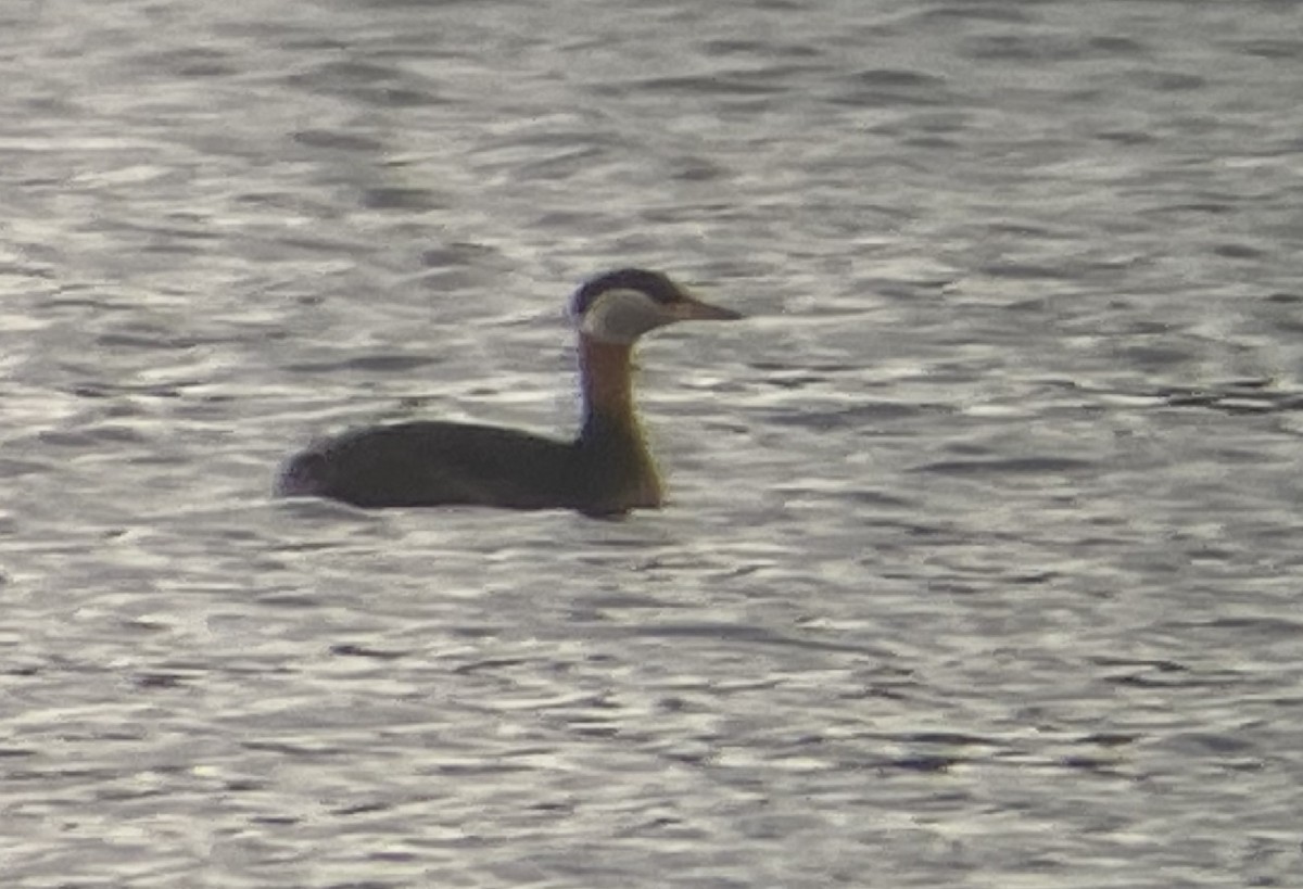 Red-necked Grebe - ML591440541