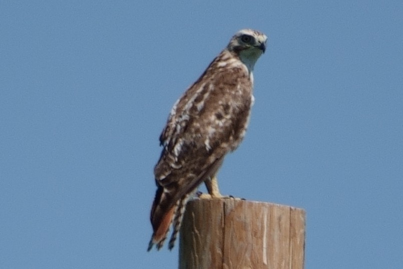 Red-tailed Hawk (Krider's) - ML591441531