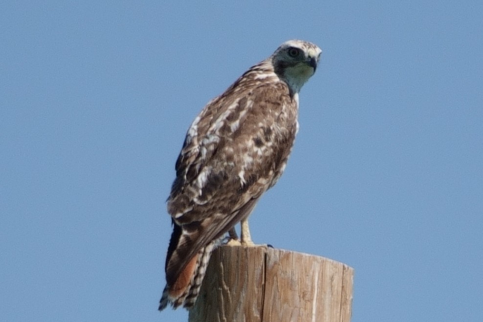 Red-tailed Hawk (Krider's) - ML591441541