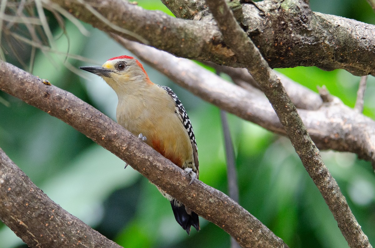 Red-crowned Woodpecker - ML591446301