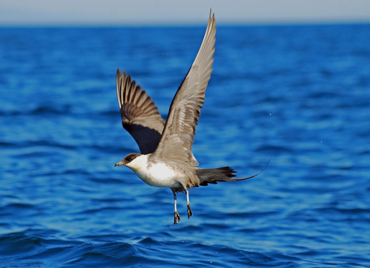 Long-tailed Jaeger - Guy L. Monty