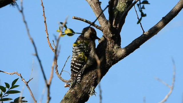 Ladder-backed Woodpecker - ML591448331