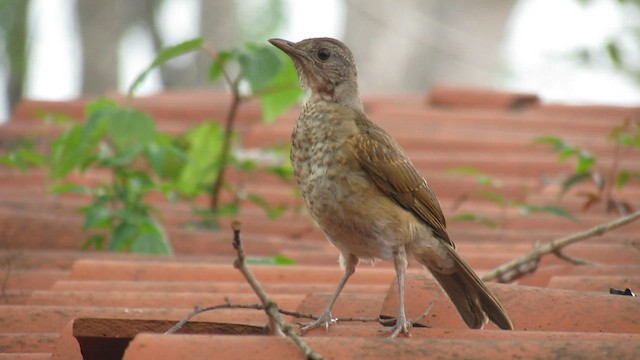 Pale-breasted Thrush - ML591448671