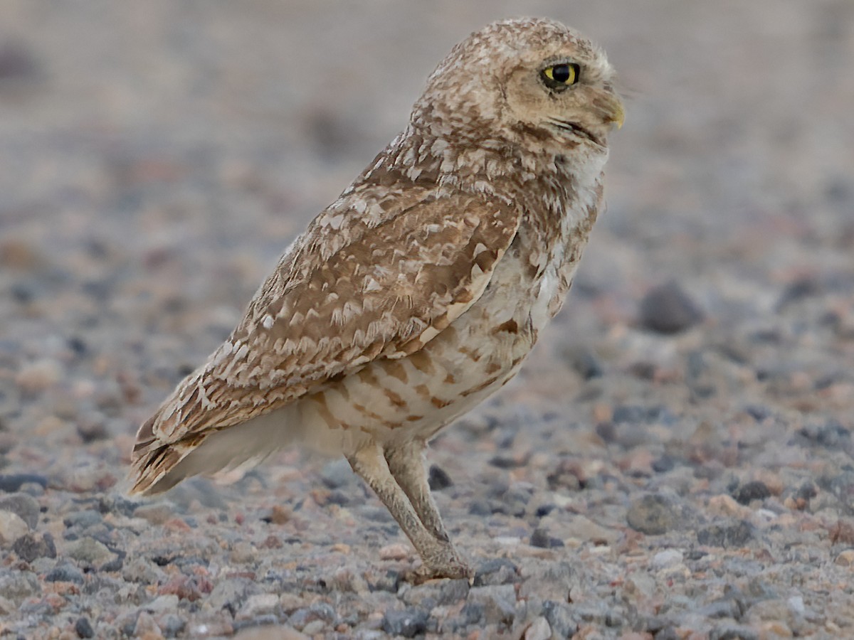 Burrowing Owl - ML591448741