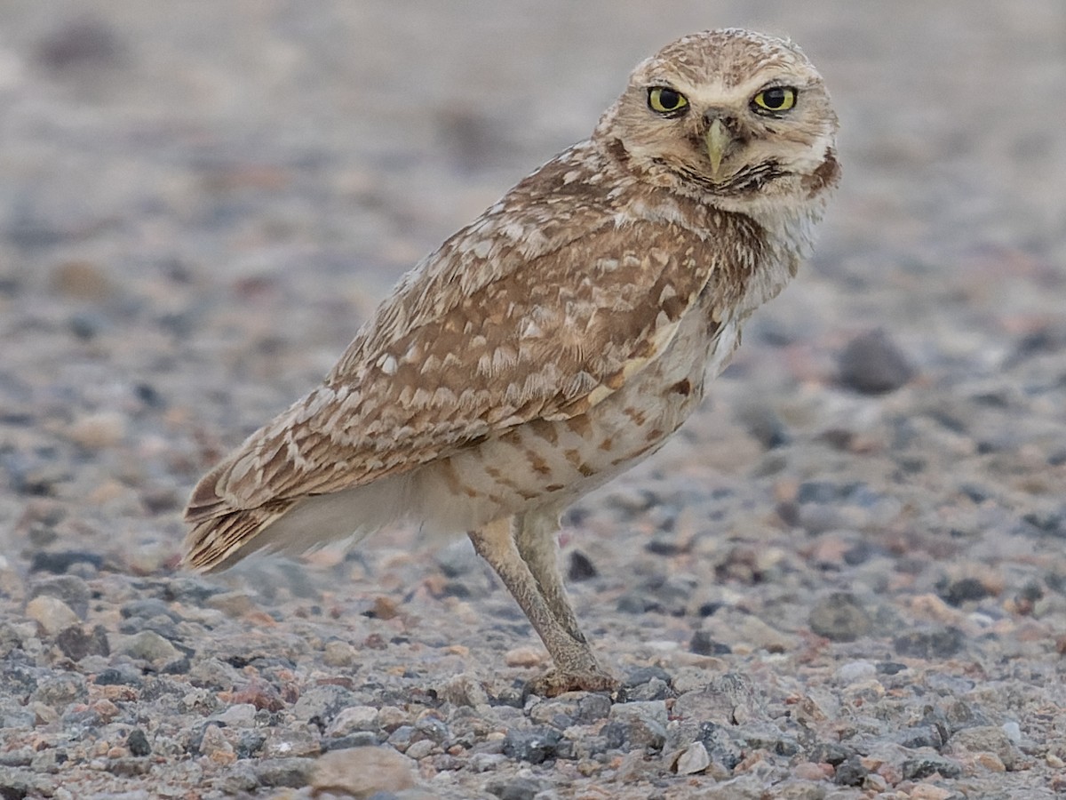 Burrowing Owl - ML591448761
