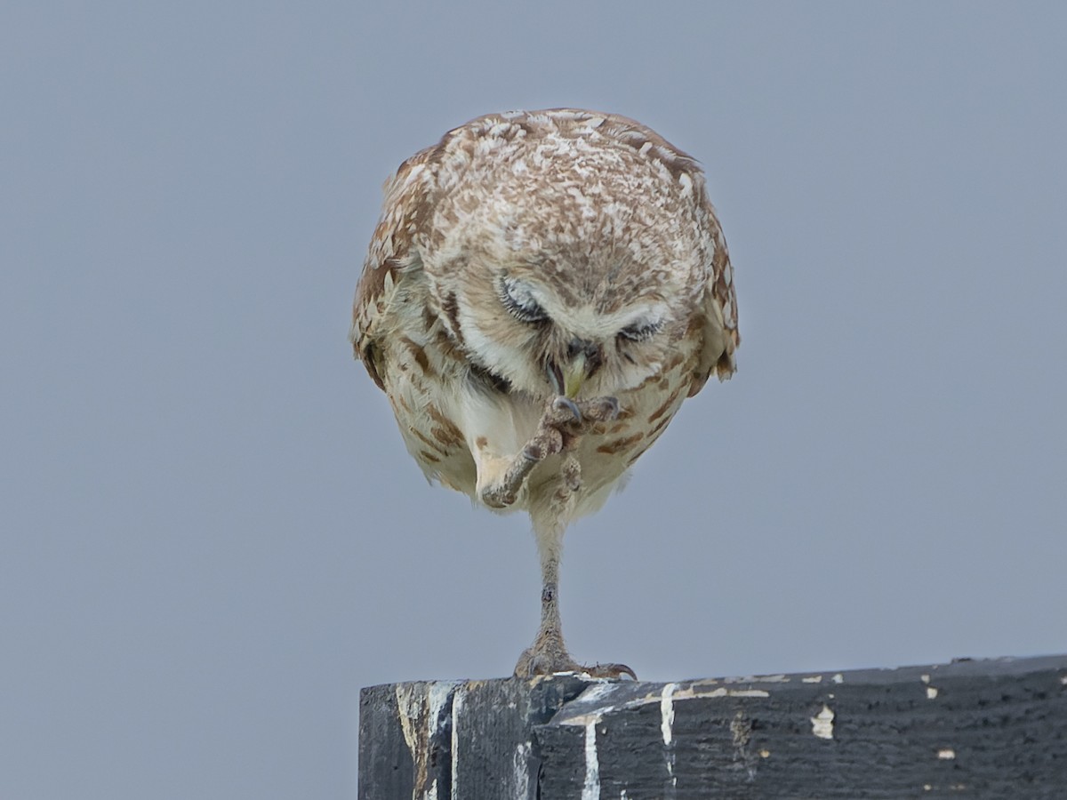 Burrowing Owl - ML591448771