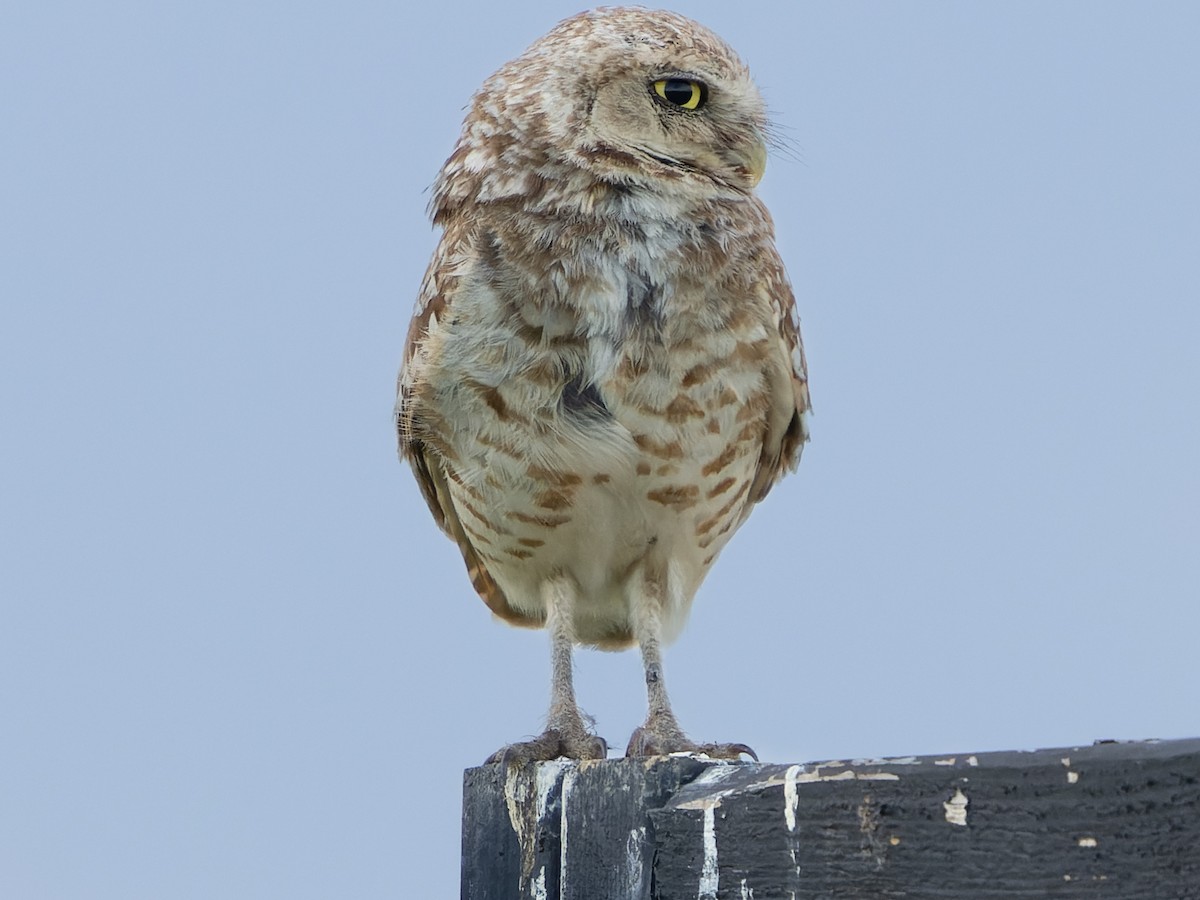 Burrowing Owl - ML591448791