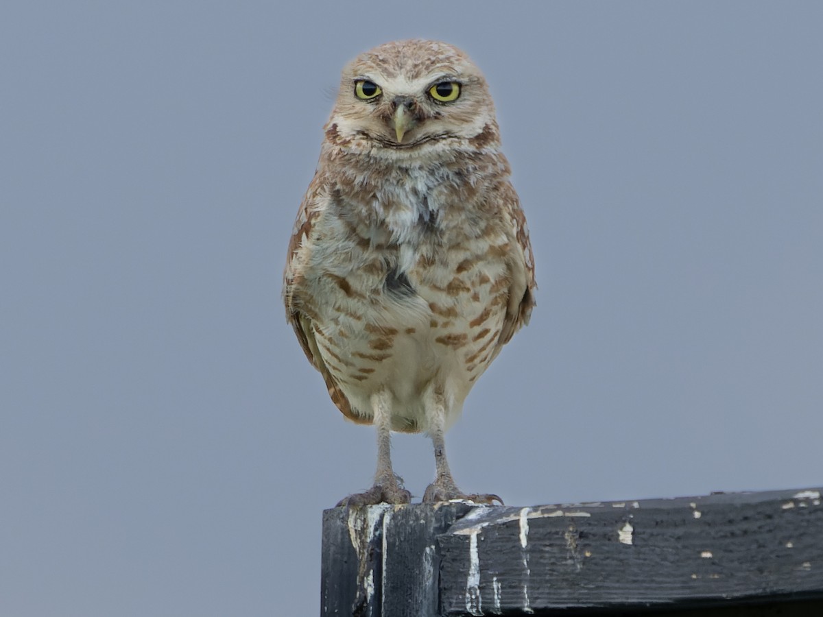 Burrowing Owl - ML591448801